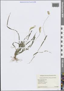 Щетинник сизый, Щетинник малый (Poir.) Roem. & Schult., Кавказ, Черноморское побережье (от Новороссийска до Адлера) (K3) (Россия)