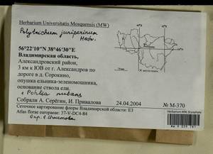 Polytrichum juniperinum Hedw., Гербарий мохообразных, Мхи - Центральное Нечерноземье (B6) (Россия)