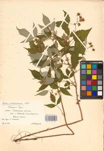 Малина сахалинская H.Lév., Восточная Европа, Восточный район (E10) (Россия)