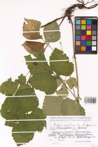 Rubus saxatilis × caesius, Восточная Европа, Волжско-Камский район (E7) (Россия)
