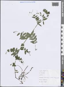 Горошек заборный L., Восточная Европа, Московская область и Москва (E4a) (Россия)