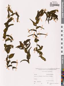 Рдест пронзеннолистный, Рдест стеблеобъемлющий L., Сибирь, Чукотка и Камчатка (S7) (Россия)