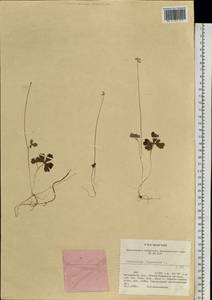 Coptidium lapponicum (L.) Á. Löve & D. Löve, Сибирь, Чукотка и Камчатка (S7) (Россия)