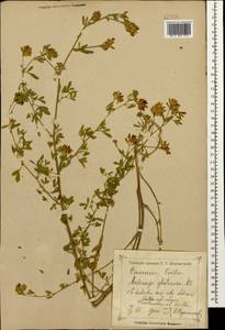 Medicago sativa subsp. glomerata (Balb.) Rouy, Кавказ, Северная Осетия, Ингушетия и Чечня (K1c) (Россия)
