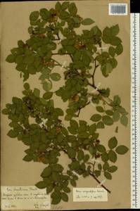 Шиповник щитконосный, Роза щитконосная Borkh., Восточная Европа, Нижневолжский район (E9) (Россия)