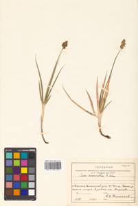 Carex arenicola F.Schmidt, Сибирь, Дальний Восток (S6) (Россия)