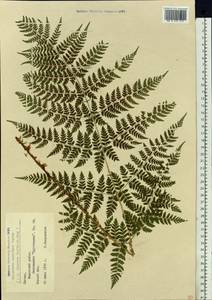 Dryopteris dilatata subsp. dilatata, Восточная Европа, Латвия (E2b) (Латвия)