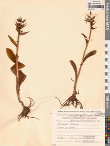 Пальчатокоренник остистый (Fisch. ex Lindl.) Soó, Сибирь, Чукотка и Камчатка (S7) (Россия)