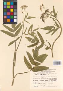 Поручейник широколистный L., Восточная Европа, Московская область и Москва (E4a) (Россия)