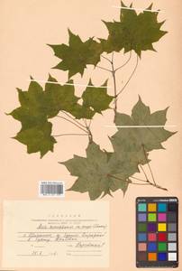 Клен Майра (Schwer.) H.Ohashi, Сибирь, Дальний Восток (S6) (Россия)