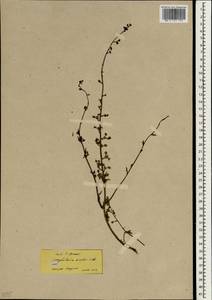 Scrophularia canina subsp. bicolor (Sibth. & Sm.) Greuter, Зарубежная Азия (ASIA) (Турция)