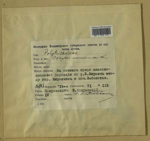 Polytrichum commune Hedw., Гербарий мохообразных, Мхи - Центральное Нечерноземье (B6) (Россия)