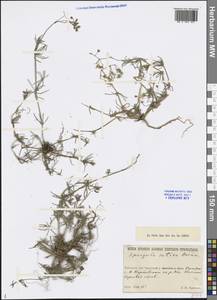 Spergula arvensis subsp. sativa (Boenn.) Celak., Сибирь, Западная Сибирь (S1) (Россия)