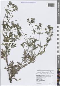 Potentilla × angarensis Popov, Сибирь, Прибайкалье и Забайкалье (S4) (Россия)