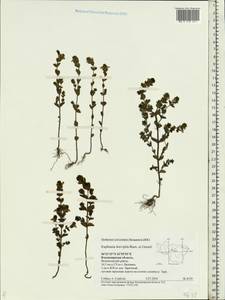 Euphrasia ×vernalis List, Восточная Европа, Центральный район (E4) (Россия)