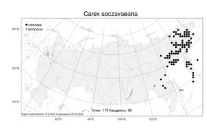 Carex soczavaeana, Осока Сочавы Gorodkov, Атлас флоры России (FLORUS) (Россия)