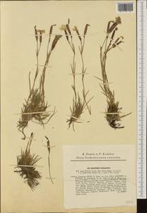 Dianthus praecox, Западная Европа (EUR)