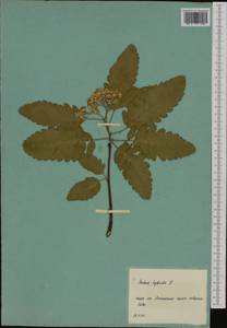 Hedlundia hybrida (L.) Sennikov & Kurtto, Ботанические сады и дендрарии (GARD) (Россия)
