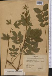 Drymocallis arguta subsp. arguta, Америка (AMER) (Неизвестно)