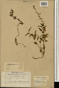 Колокольчик рапунцелевидный L., Кавказ, Абхазия (K4a) (Абхазия)