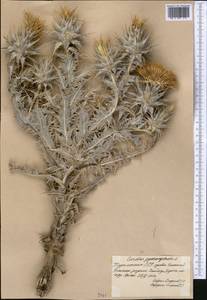 Cousinia onopordioides Ledeb., Средняя Азия и Казахстан, Копетдаг, Бадхыз, Малый и Большой Балхан (M1) (Туркмения)