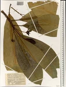 Ochrosia oppositifolia (Lam.) K. Schum., Африка (AFR) (Сейшельские острова)