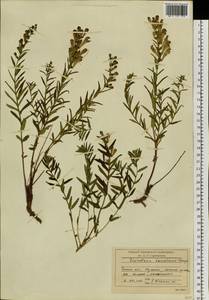 Шлемник байкальский Georgi, Сибирь, Прибайкалье и Забайкалье (S4) (Россия)