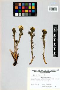 Горицвет сибирский Patrin ex Ledeb., Сибирь, Прибайкалье и Забайкалье (S4) (Россия)