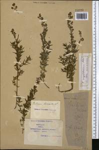 Подмаренник мареновидный L., Средняя Азия и Казахстан, Сырдарьинские пустыни и Кызылкумы (M7) (Казахстан)