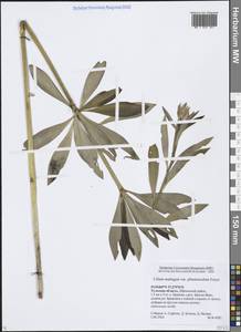 Лилия кудреватая Freyn, Восточная Европа, Центральный район (E4) (Россия)