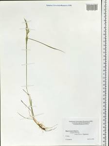 Poaceae, Сибирь, Прибайкалье и Забайкалье (S4) (Россия)