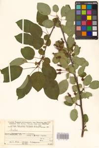 Яблоня, Восточная Европа, Северный район (E1) (Россия)