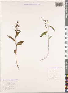 Epipactis persica (Soó) Hausskn. ex Nannf., Кавказ, Черноморское побережье (от Новороссийска до Адлера) (K3) (Россия)