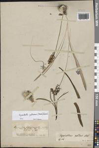 Гиацинтик Палласова (Steven) Losinsk., Восточная Европа, Южно-Украинский район (E12) (Украина)