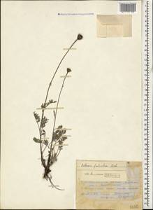 Archanthemis fruticulosa (M. Bieb.) Lo Presti & Oberpr., Кавказ, Дагестан (K2) (Россия)