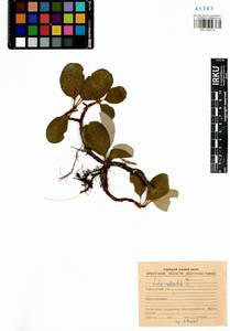 Ива сетчатая L., Сибирь, Прибайкалье и Забайкалье (S4) (Россия)