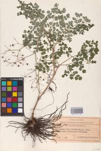 Василисник вонючий L., Восточная Европа, Восточный район (E10) (Россия)