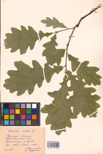 Дуб черешчатый, Дуб обыкновенный L., Восточная Европа, Центральный район (E4) (Россия)