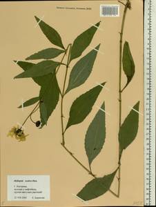 Heliopsis helianthoides var. scabra (Dunal) Fernald, Восточная Европа, Центральный лесной район (E5) (Россия)