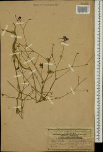Delphinium consolida subsp. divaricatum (Ledeb.) A. Nyár., Кавказ, Азербайджан (K6) (Азербайджан)