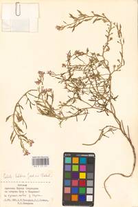 Морская горчица морская Scop., Восточная Европа, Эстония (E2c) (Эстония)