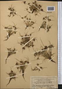 Сыть бурая L., Средняя Азия и Казахстан, Западный Тянь-Шань и Каратау (M3) (Казахстан)