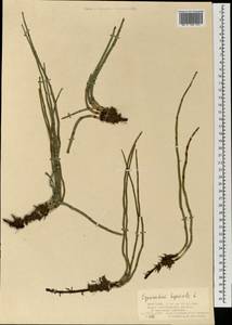 Хвощ зимующий L., Монголия (MONG) (Монголия)