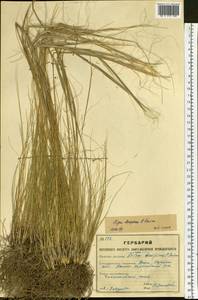 Ковыль Крылова Roshev., Сибирь, Западный (Казахстанский) Алтай (S2a) (Казахстан)