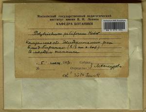 Polytrichum piliferum Hedw., Гербарий мохообразных, Мхи - Центральное Нечерноземье (B6) (Россия)