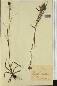 Luzula luzuloides subsp. rubella (Hoppe ex Mert. & W.D.J.Koch) Holub, Западная Европа (EUR) (Румыния)