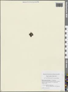 Oreomecon dahliana subsp. polaris (Tolm.) Elvebakk & Bjerke, Сибирь, Центральная Сибирь (S3) (Россия)