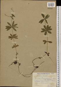 Подмаренник душистый (L.) Scop., Сибирь, Алтай и Саяны (S2) (Россия)