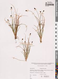 Осока коротконожковая C.A.Mey., Сибирь, Чукотка и Камчатка (S7) (Россия)