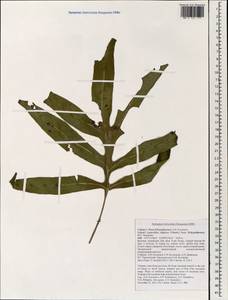 Leptochilus, Зарубежная Азия (ASIA) (Вьетнам)